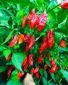 Naga Chili (Bombai Morich) Seeds - 20 pcs - নাগা মরিচের বীজ - বোম্বাই মরিচের বীজ. 