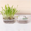 Planting Cat Grass. 