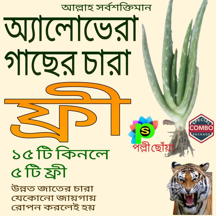 alovera%20tree%20hi%20brid%20big%20saij%20%2015%20pice%20with%205%20pice%20free%20-%20Image%204