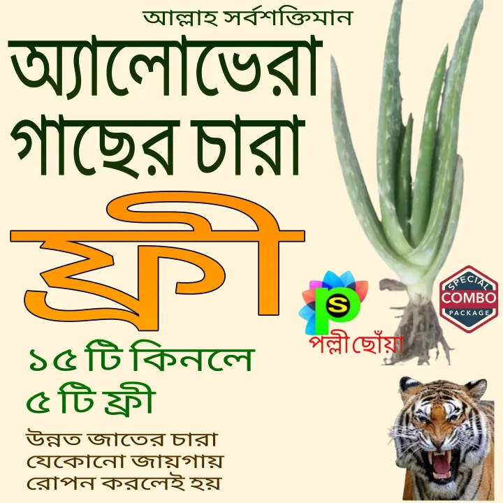 alovera%20tree%20hi%20brid%20big%20saij%20%2015%20pice%20with%205%20pice%20free%20-%20Image%204