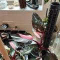 Plant Support Poles, Sticks Pole for Plants Fastening, Water Retaining Potted Aid Plants, Palm Houseplants Plant Display Rack Plant Stakes. 
