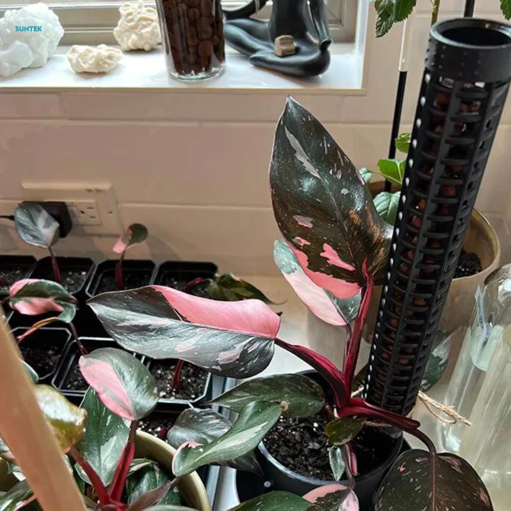 Plant%20Support%20Poles,%20Sticks%20Pole%20for%20Plants%20Fastening,%20Water%20Retaining%20Potted%20Aid%20Plants,%20Palm%20Houseplants%20Plant%20Display%20Rack%20Plant%20Stakes%20-%20Image%203