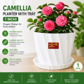 Camellia 7 Inchi planter white with tray 1 pcs.