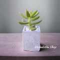 Square Shape Mini Plant Pot For Cactus Succulent Tubs Cement Made.
