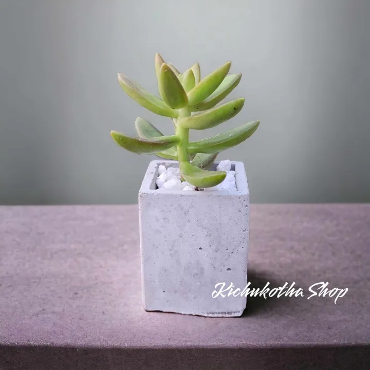 Square%20Shape%20Mini%20Plant%20Pot%20For%20Cactus%20Succulent%20Tubs%20Cement%20Made%20-%20Image%202