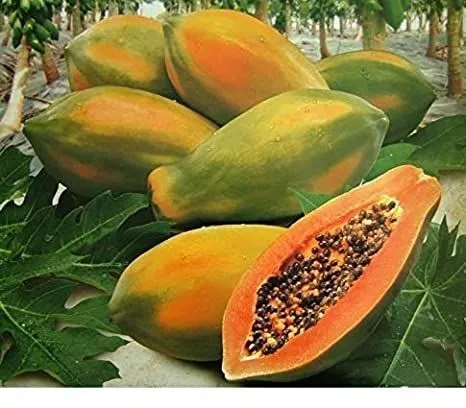 (All%20Season)%20Organic%20Papaya%20Fruit%20Seeds-%2010%20Pcs%20Seeds%20-%20Image%202