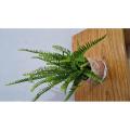 Fern Plant | Indoor and Outdoor Plant | Home Plant. 