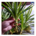 Polao Pata Small Pandan Tree Plant. 