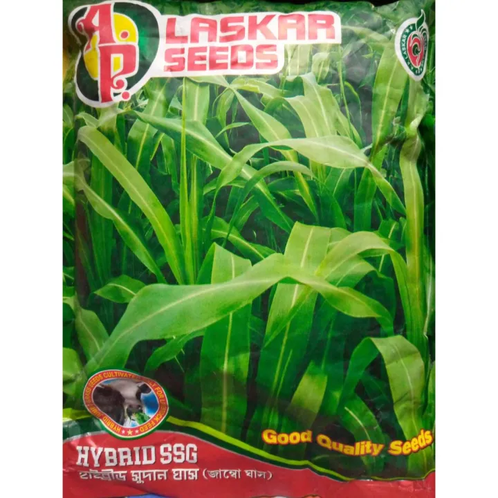 হাইব্রিড সুদান ঘাসের ৩০০০ বীজ। ইন্ডিয়ান লস্কর সীডস। (Repack & include ...