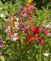 দোপাটি ফুলের বীজ- ১৫ টি - Balsam Flower Mix Color. 