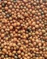 Osmocote fertilizer 12-25-6+1% flowering osmocote.