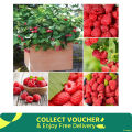 20 Pcs Giant Red Raspberry Bonsais Garden Fruit Plant, Juicy And Delicious Seeds- 100Pcs Seeds. 