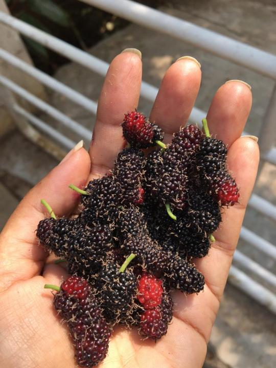 Malberry%20plant%20with%20fruit.Fresh%20Organic%20Mulberry%20plant.%20Mulberry%20vegetable/freshly%20produced%20.%20-%20Image%202