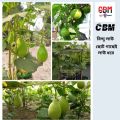 Bindu Lau (15 Seeds) - F-1 Hybrid Bottle Gourd Seeds - বিন্দু লাউ. 