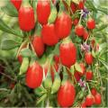 200 Pcs/Bag Goji Berry Plants (Wolfberry ). 