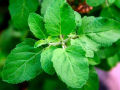 Tulsi beej/Basil Seeds (তুলসী বীজ) - 20 Pcs.