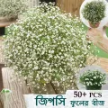 জিপসি / Gypsy Flower Seed - 50/100+ pcs White Color Gypsy Flower Seed All Season - সাদা রঙ এর জিপসি ফুলের বীজ.