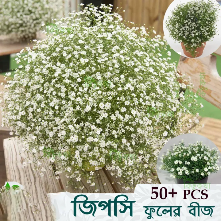 %E0%A6%9C%E0%A6%BF%E0%A6%AA%E0%A6%B8%E0%A6%BF%20/%20Gypsy%20Flower%20Seed%20-%2050/100+%20pcs%20White%20Color%20Gypsy%20Flower%20Seed%20All%20Season%20-%20%E0%A6%B8%E0%A6%BE%E0%A6%A6%E0%A6%BE%20%E0%A6%B0%E0%A6%99%20%E0%A6%8F%E0%A6%B0%20%20%E0%A6%9C%E0%A6%BF%E0%A6%AA%E0%A6%B8%E0%A6%BF%20%E0%A6%AB%E0%A7%81%E0%A6%B2%E0%A7%87%E0%A6%B0%20%E0%A6%AC%E0%A7%80%E0%A6%9C%20-%20Image%202