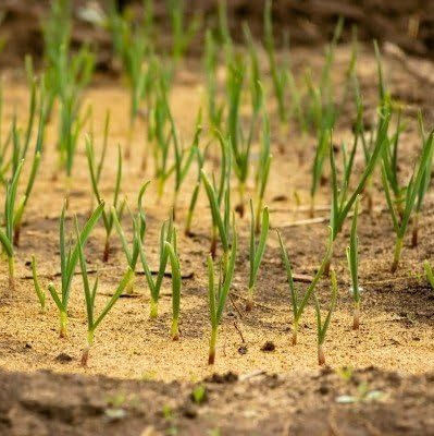 Wood%20Sawdust%20Powder%20100gm%20Wood%20dust%20Powder,%20For%20Gardening,%20Pets%20Bedding,%20Punching%20Bag,%20Composting,%20Mulching,%20Planting%20Media%20-%20Image%204