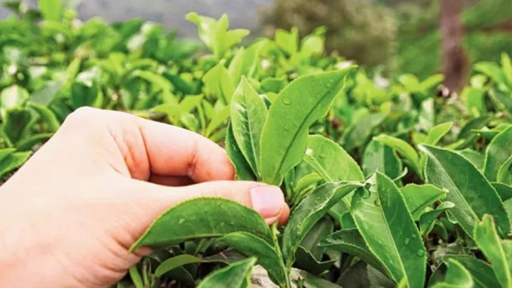 Kohinoor%20Premium%20Sylhet%20Tea%20%E2%80%93%20100%25%20Natural%20Fresh%20Cha%20Pata%20%7C%20Grade%20GBOP%20%7C%20%20Pure%20Aromatic%20Bangladeshi%20Black%20Tea%20%7C%20Perfect%20Morning%20&%20Evening%20Tea%20-%20Image%204