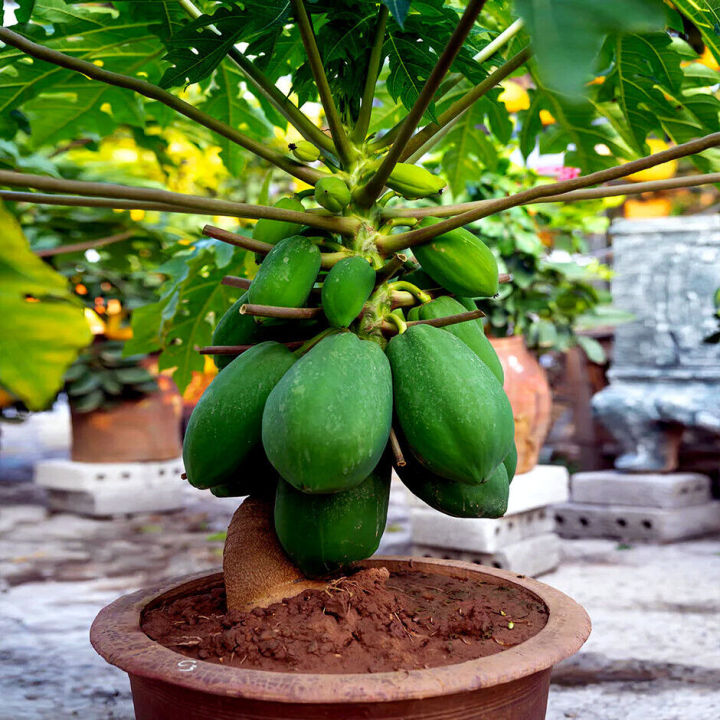 All%20Season%20Organic%20Bonsai%20Papaya%20Fruit%20Seeds-%2010%20Pcs%20Seeds%20-%20Image%203
