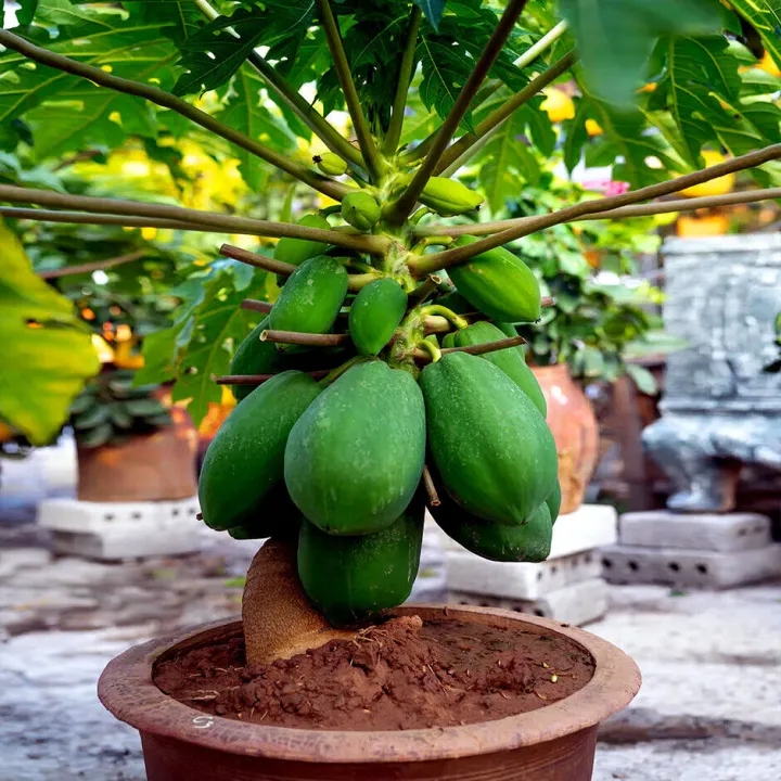 All%20Season%20Organic%20Bonsai%20Papaya%20Fruit%20Seeds-%2010%20Pcs%20Seeds%20-%20Image%203