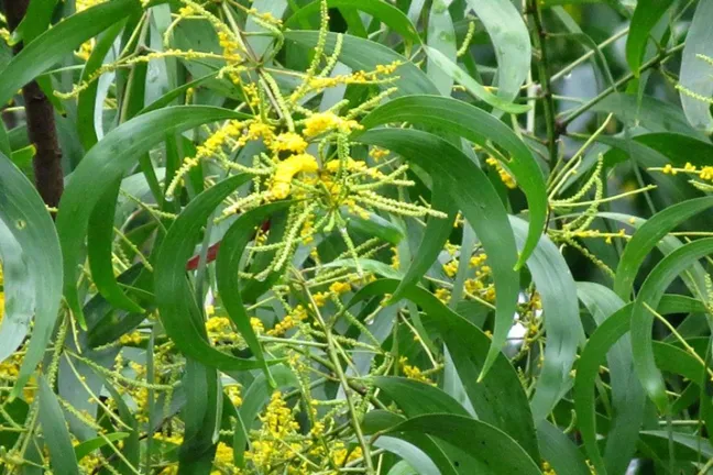 Akashmani%20Tree%20Seeds%20-40%20Pcs%20(%E0%A6%86%E0%A6%95%E0%A6%BE%E0%A6%B6%E0%A6%AE%E0%A6%A8%E0%A6%BF%20%E0%A6%97%E0%A6%BE%E0%A6%9B%E0%A7%87%E0%A6%B0%20%E0%A6%AC%E0%A7%80%E0%A6%9C)%20-%20Image%202