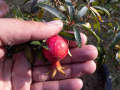 Organci Giant Red Bonsai Vedana Seeds - 20 Pcs Seeds.