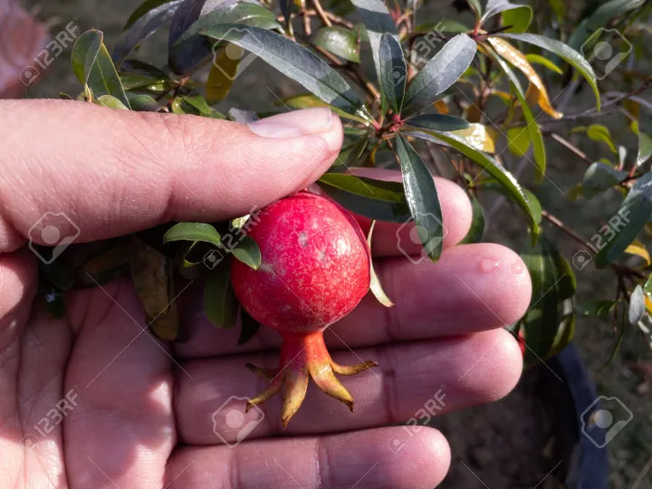 Organci%20Giant%20Red%20Bonsai%20Vedana%20Seeds%20-%2020%20Pcs%20Seeds%20-%20Image%204