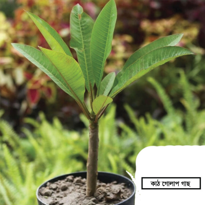 Kath%20Golap%20Plants%20/%20Plumeria%20Yellow%20Colour%20-without%20Pot%20-%20Image%203