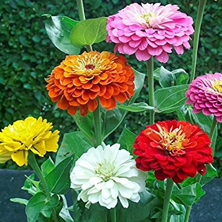20%20Pcs%20Zinnia%20Flower%20California%20Seeds%20(??????%20?????%20???)%20-%20Image%202