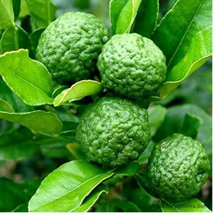 Premium%20Quality%20Kaffir%20Lime%20Seeds%20-%20Image%203