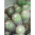 Cactus 2 pcs pot media bade. 