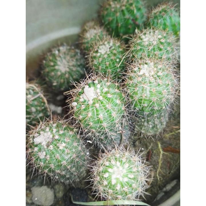 Cactus 2 pcs pot media bade