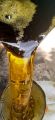 Mustard Oil 500ml. 