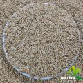 Fresh Canary seeds for birds -500 g. 