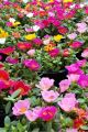 পর্তুলিকা / মসরোজ বীজ - 100/200+ Pcs Seed of Portulaca Mossrose Flower - Mixed Color All Season Imported Hybrid Seed.