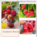 20+ Pcs Giant Black Red Raspberry Bonsai Garden Fruit Plant Seeds.