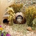 Coconut Hut Hamster House Bed for Gerbils Mice Small Animal Cage Habitat Decor.