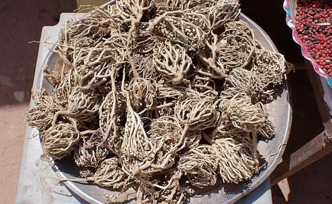 Moriom%20Ful%20-%20Moriom%20Flower%20-%20Moriom%20Full%20-%20Maryam%20Ful%20-%201ps%20-%20Image%204
