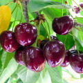 Australian Cherry Bonsai Seeds - 5 Piece Seeds.