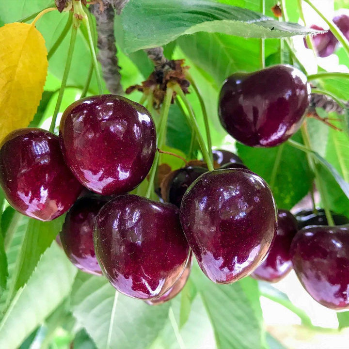 Australian%20Cherry%20Bonsai%20Seeds%20-%205%20Piece%20Seeds%20-%20Image%205