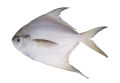 Fresh Sea Fish Imported Rupchanda  500g. 