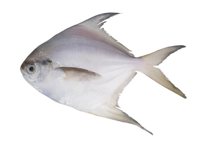 Fresh%20Sea%20Fish%20Imported%20Rupchanda%20%20500g%20-%20Image%202