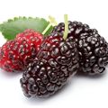 Hybrid Sweet Malberry Fruits Seeds -20+ Pcs Seeds. 