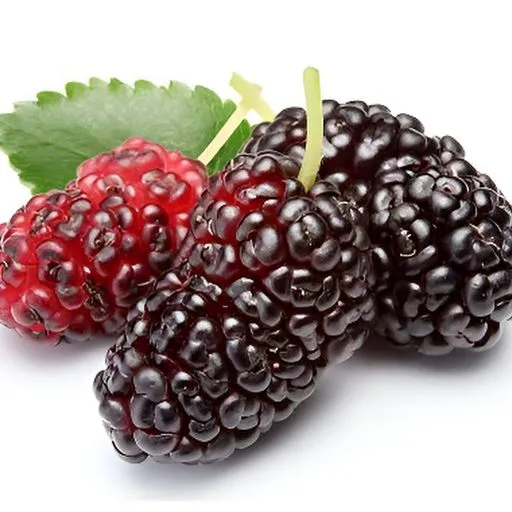Hybrid%20Sweet%20Malberry%20Fruits%20Seeds%20-20+%20Pcs%20Seeds%20-%20Image%202