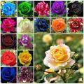 30pcs Global Mixed colors Rose Seeds rare rose flower rose Seeds. 