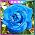 Blue rose flower seeds 8 pice + gift.