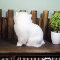 Realistic Cute Simulation Stuffed Plush White Persian Cats Toys Cat Dolls Table Decor Kids Boys Girls.