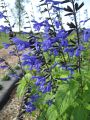 "Blue Salvia Flowers Seeds-(15 Piece)". 